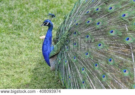 Peafowl Walks On The Green Grass. Beautiful Peacock