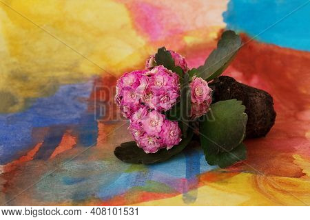 Flowering Home Flower Plant Succulent Kalanhoe Pink Lies Against Background Of Water-colored In Grou