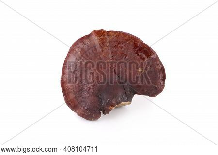 Ganoderma Lucidum Mushroom Isolated On White Background