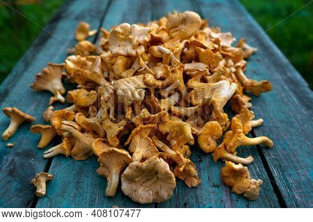 Freshly Cut Chanterelle Foraged Raw Wild Edible Mushrooms On A Wooden Bench