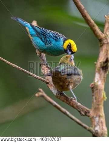A Mother Bird Just Feeding Her Baby