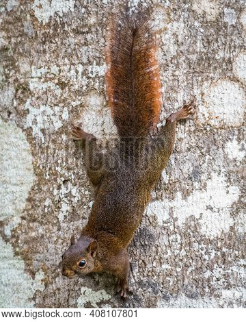 Squirrel Climbing Down A Tree Trunk While Looking Straight Ahead