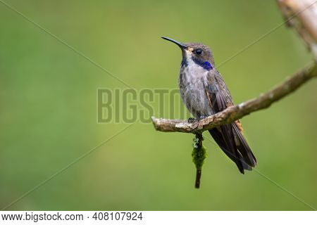 Hummingbird Perched Quietly On A Small Dry Branch