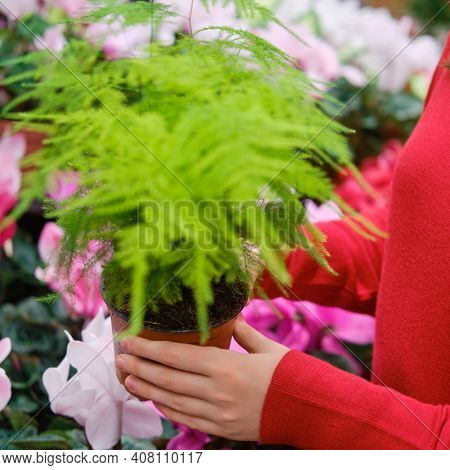 Asparagus Pinnate, Care And Cultivation. Asparagus Pinnate Phototransparent, Like A Cobweb, Asparagu