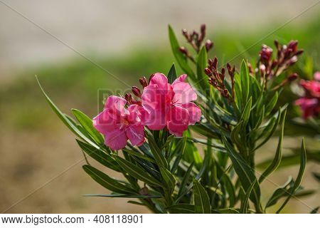 Selective Focus. Blooming Pink Oleander Flowers (oleander Nerium)on A Blurred Background. Pink Flowe