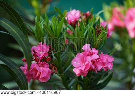 Selective Focus. Blooming Pink Oleander Flowers (oleander Nerium)on A Blurred Background. Pink Flowe