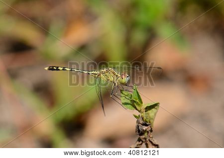 Groen en blauw Skimmer (diplacodes Trivialis)