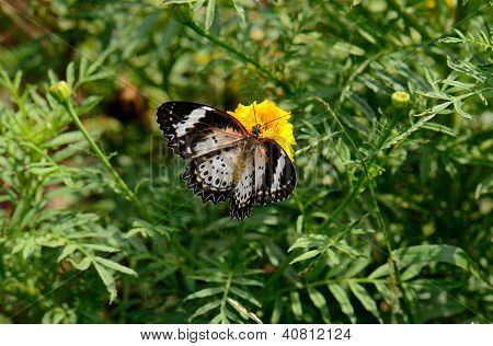 Leopardí ve kterém byly Butterfly (Babočka cyanská)