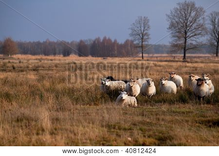 Ovce v savaně
