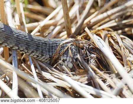 Closeup Of The Body Of A Pecker Or Grass Snake (latin: Natrix Natrix), Eating A Frog In The Reed