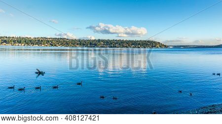 A View Of Mercer Island From Seward Park In Seattle, Washingoton. Birds In The Forefroung.