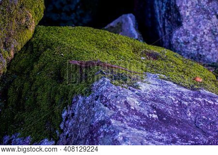 A Common Wall Lizzard Podarcis Muralis Spotted On A Mossy Stone