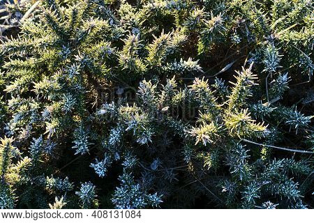Beautiful Winter Frozen Gorse Wild Flowers Growing Everywhere In Ireland. Hiking Path To Fairy Castl