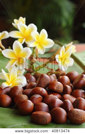 Castanea