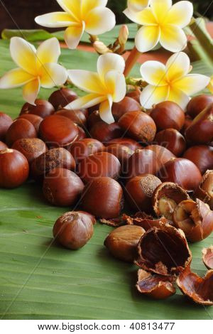Castanea