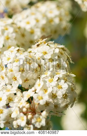 Beautiful Flowering Spirea Twigs In The Garden