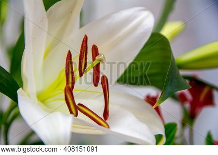 Lily Flower Wedding, Nature, Opened Flower Close-up.