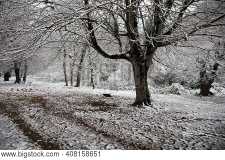 Scene Of A Single Swing Hanging From Tree Branch In Autumn Forest. Azerbaijan Nature