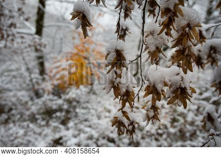 Winter Trees In Mountains Covered With Fresh Snow. Beautiful Landscape With Branches Of Trees Covere