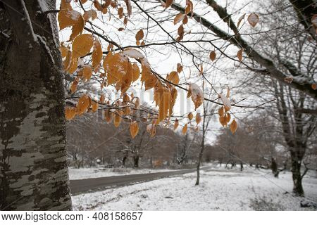 Winter Trees In Mountains Covered With Fresh Snow. Beautiful Landscape With Branches Of Trees Covere