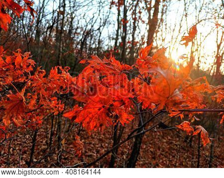 Leaves Sway In The Wind In The Autumn Forest At Sunset