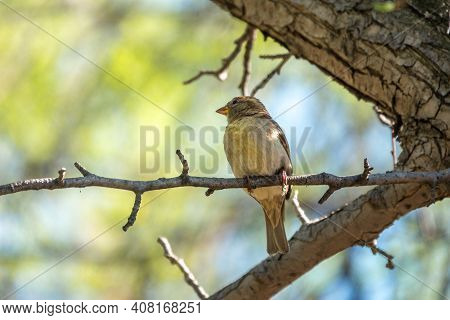 Green And Yellow Songbird, European Greenfinch Sitting On A Branch In Spring. The European Greenfinc