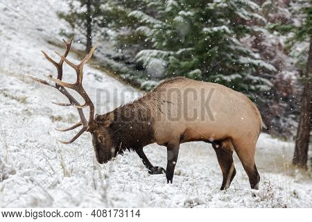 Mature Bull Elk Marking Its Territory By Peeing On One Spot.