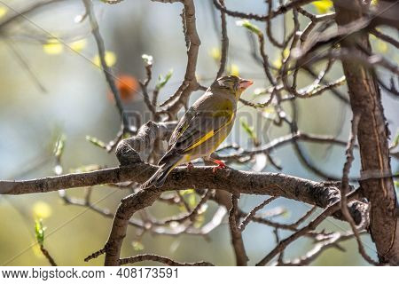 Green And Yellow Songbird, European Greenfinch Sitting On A Branch In Spring. The European Greenfinc