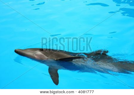 Dolphin kehon yksityiskohtia