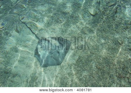 BoraBora Stingray