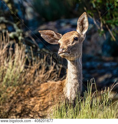 Iberian Red Deer, Cervus Elaphus Hispanicus. Monfrague National Park. Caceres. Extremadura Spain