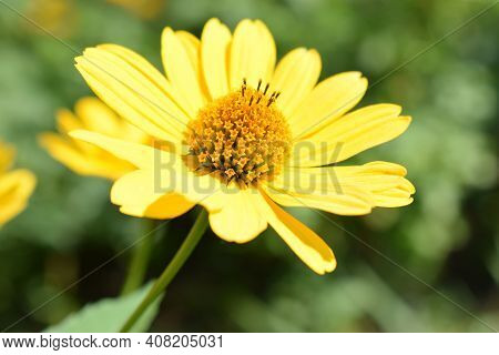 Yellow Flowers. Blooming Flowers In The Garden. Heliopsis. Sunflower Family. Yellow Daisy Flowers. C