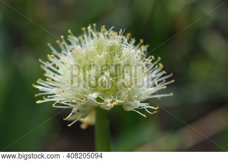 Allium Polyanthum Onions Inflorescence Having Seeds. Selective Focus On Blooming Onion Flower With N