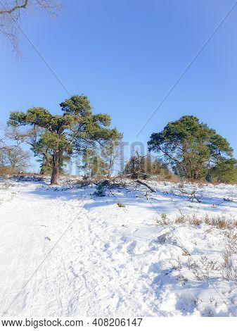 Sallandse Heuvelrug Natural Park Snow Covered During Winter Weather In The Netherlands By Holterberg