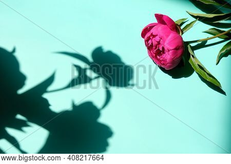Pink Peonies And Leaves With Hard Shadow On Pastel Background. Trendy Pattern, Summer Concept.