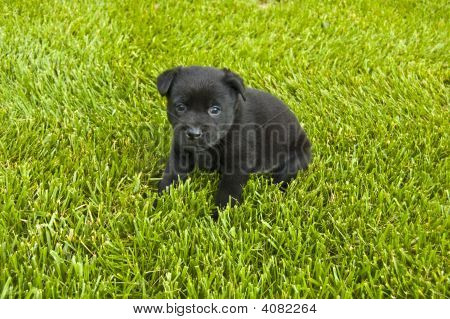 Chiot Labrador