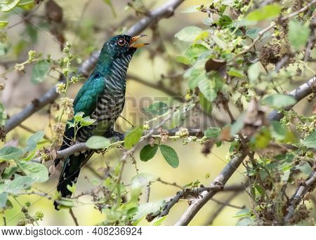 Male Asian Emerald Cuckoo Perching On The Branch , Thailand