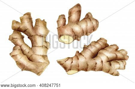 Watercolor Ginger Root Set. Hand Painted Ginger Rhizome Illustration Isolated On White Background. T