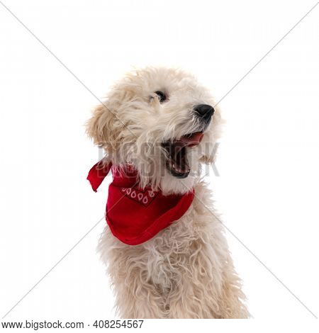 caniche puppy dog sticking out tongue and wearing a red bandana against white background