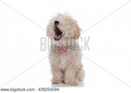 cute caniche dog yawning, wearing a pink bowtie and sitting against white background