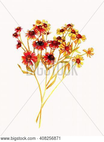 Multicolor Botanical Sketch Of Marigold Flowers On White Background For Design Projects