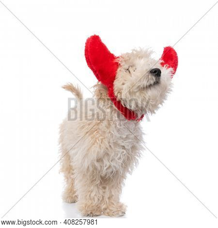 cute caniche dog wearing red devil horns and standing against white background