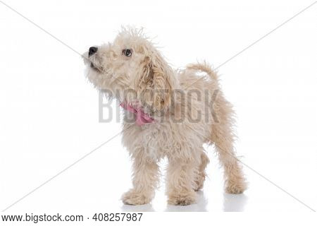 furry caniche dog looking up with humble eyes and wearing a pink bowtie against white background