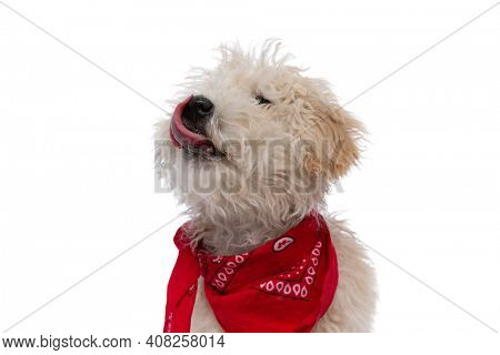cute caniche dog licking his nose and wearing red bandana against white background