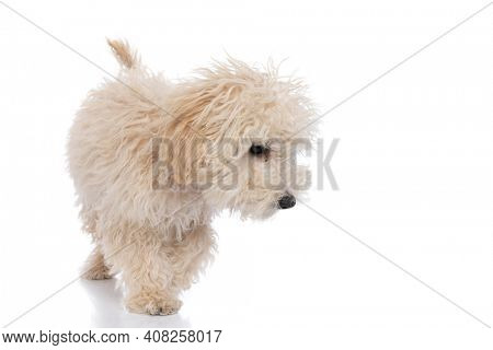 cute caniche dog sniffing something on the ground against white background