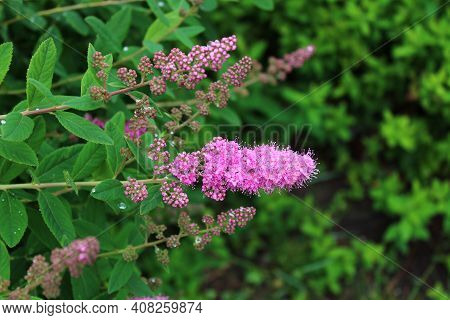 Blossoming Bridewort After The Rain In The Garden