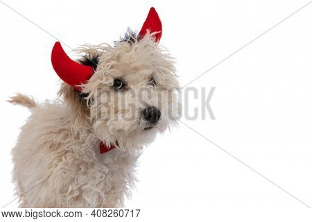 cute caniche dog wearing devil horns with bowtie and looking at the camera against white background