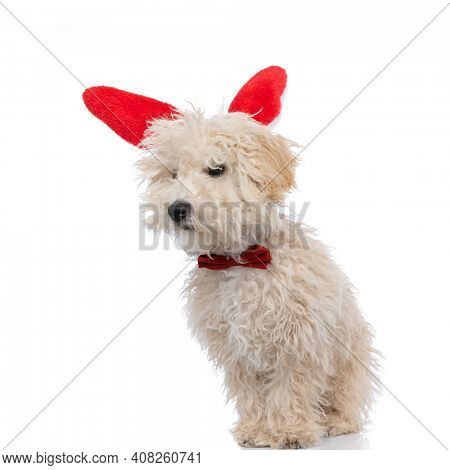 adorable caniche dog wearing red bowtie and bunny ears against white background