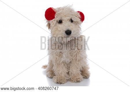 sweet caniche dog wearing red fluffy headphones and sitting against white background