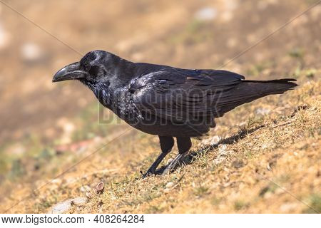 Common Raven (corvus Corax) Perched On Rock In Spanish Pyrenees, Catalonia, Spain. April. They Feed 